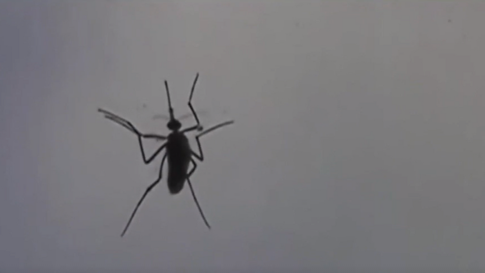 Featured image for Rare and new mosquito-borne virus detected in Salt Lake County