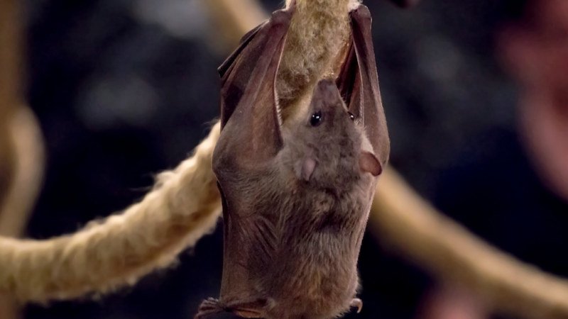 Rabid Bat Found in SW Bend Prompts Health Warning
