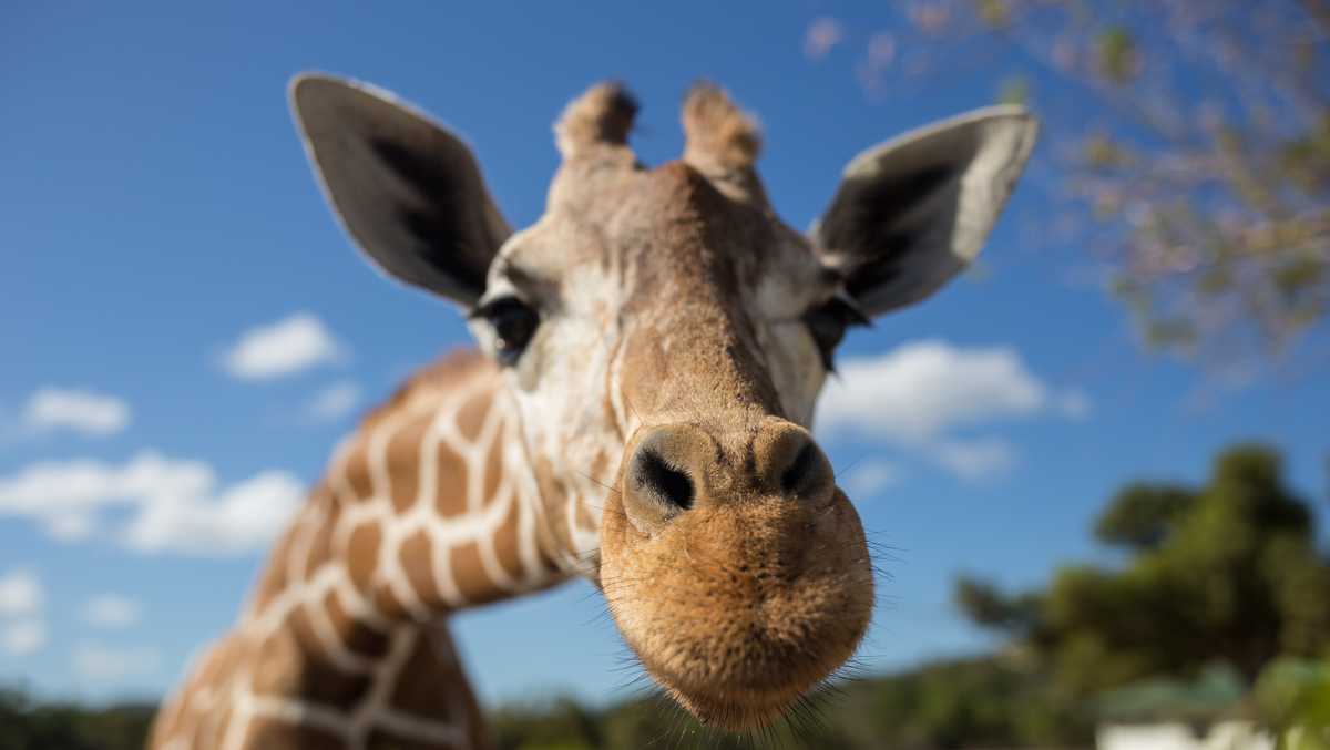 Featured image for Top Zoos in North America: Florida, Springfield, Cheyenne Mountain, Omaha's Henry Doorly.