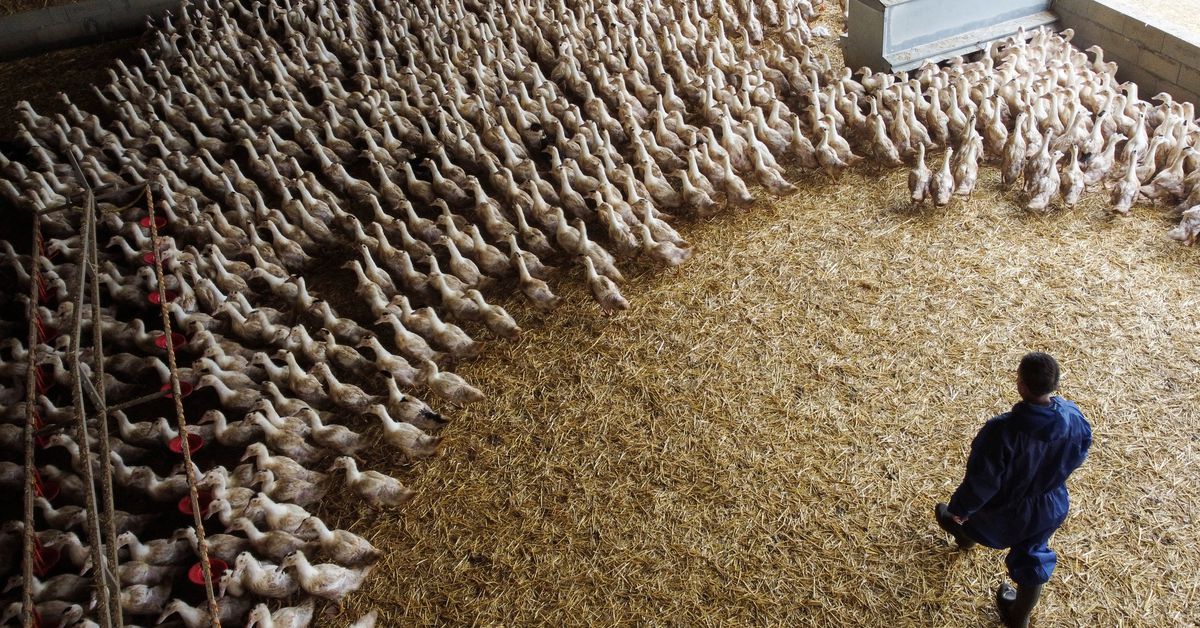 France Takes Action Against Bird Flu with Vaccine Rollout and Trade Considerations