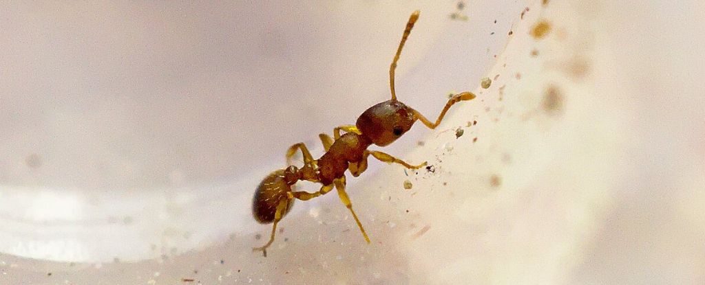 Featured image for Parasite triples ants' lifespans.