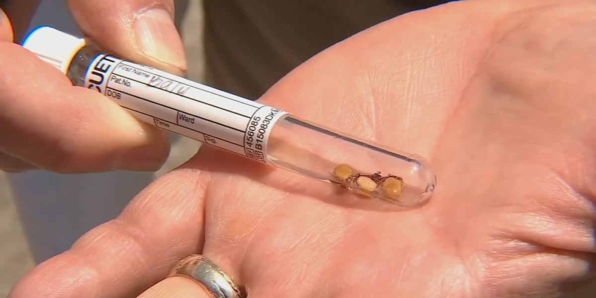 Featured image for "Oregon Doctors Warn of Disease Risk as Bug Bites Surge Among Patients"