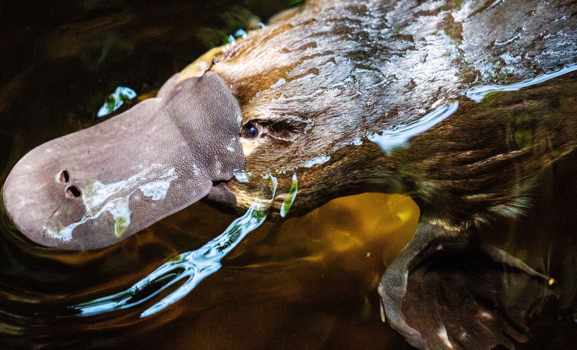 Featured image for Scientists Uncover 100-Million-Year-Old Secrets of Platypus Evolution and Reproduction
