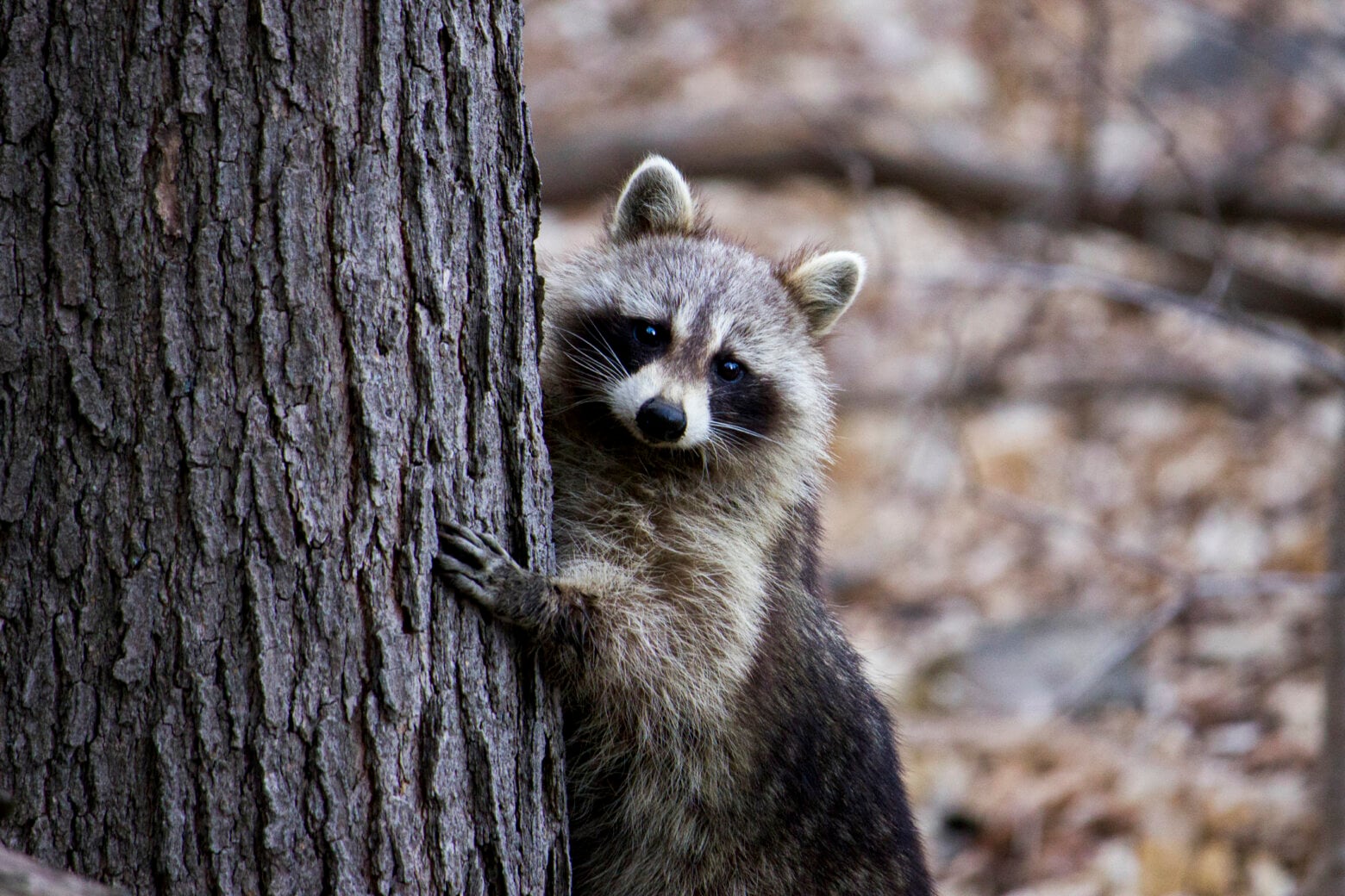 Featured image for "Health Alert Issued After Rabid Raccoon Capture in Prince George's Co."