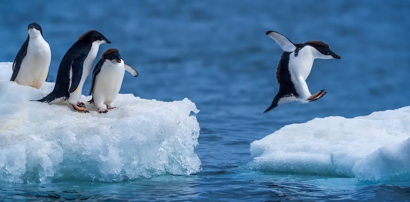 Featured image for Antarctic Sea Ice Decline Accelerates Amid Rising Ocean Salinity and Temperature