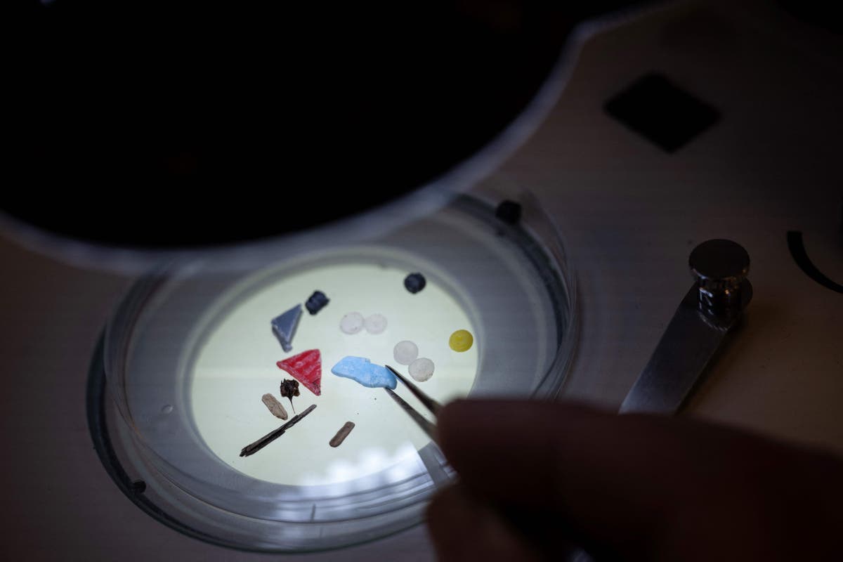 Featured image for Microplastics Ubiquitous in Human and Dog Testicles, Study Finds