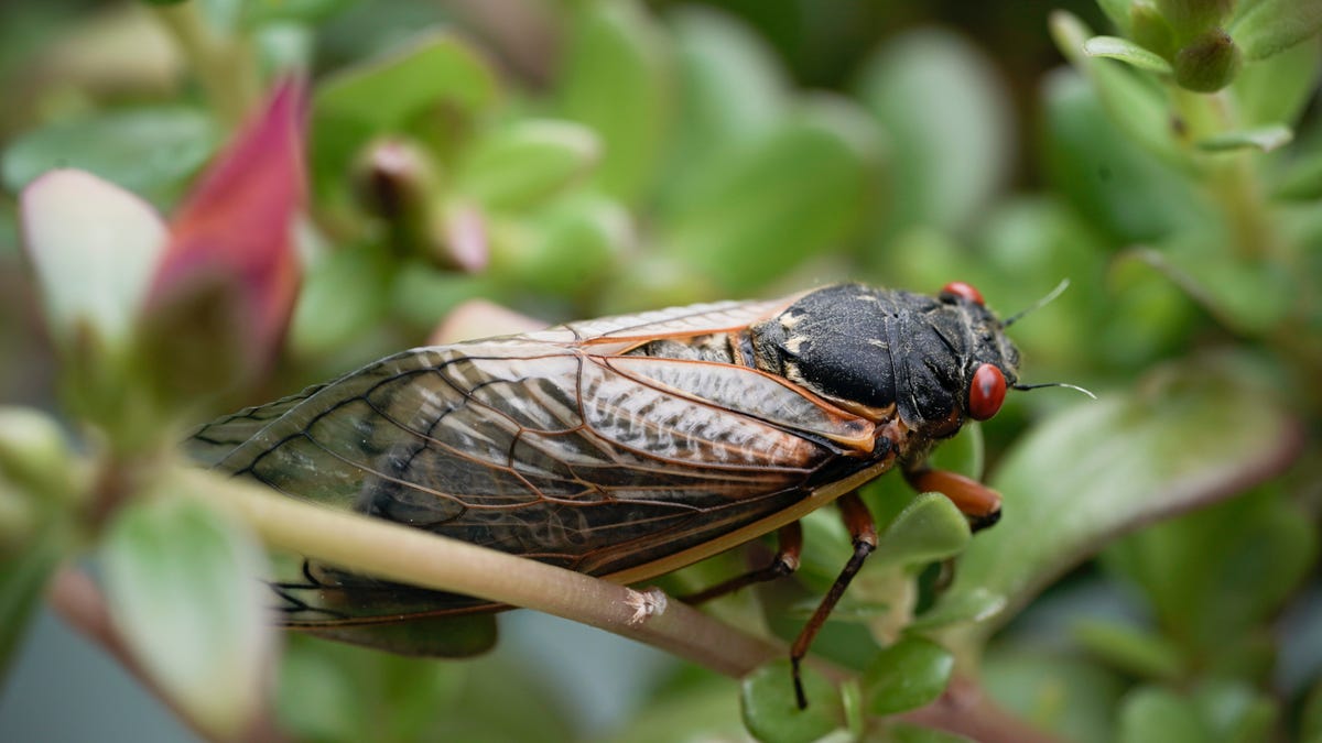 Featured image for "Cicada Brood Emergence: A Guide to Timing, Locations, and Facts"