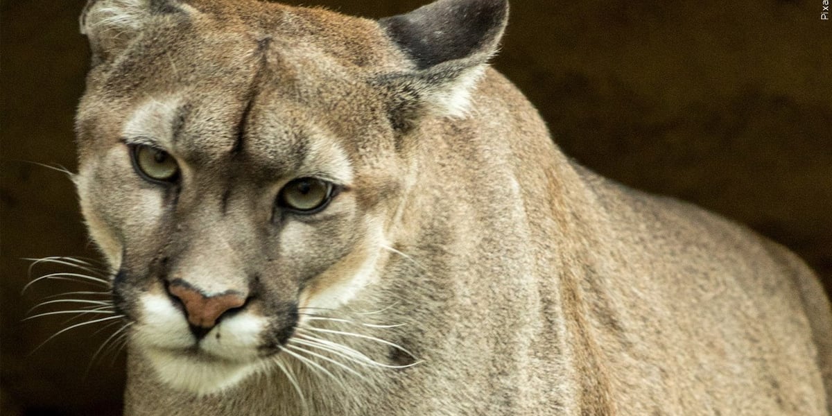 "Fatal Mountain Lion Attack Leaves One Dead, One Injured in El Dorado County"