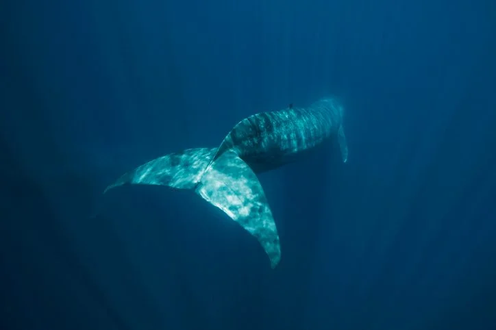 The Mystery of the 52-Hz Whale: A Solo Song from the Ocean's Quiet Giant