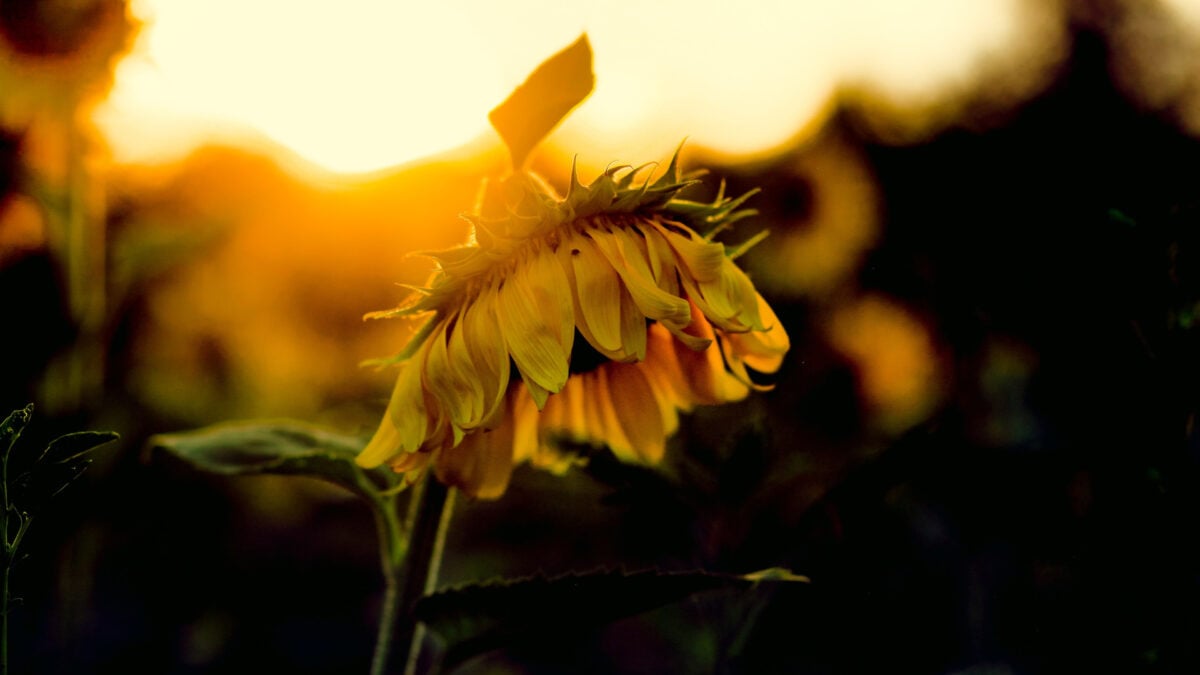 Featured image for Summer-Born Men Face Higher Depression Risks, Study Shows