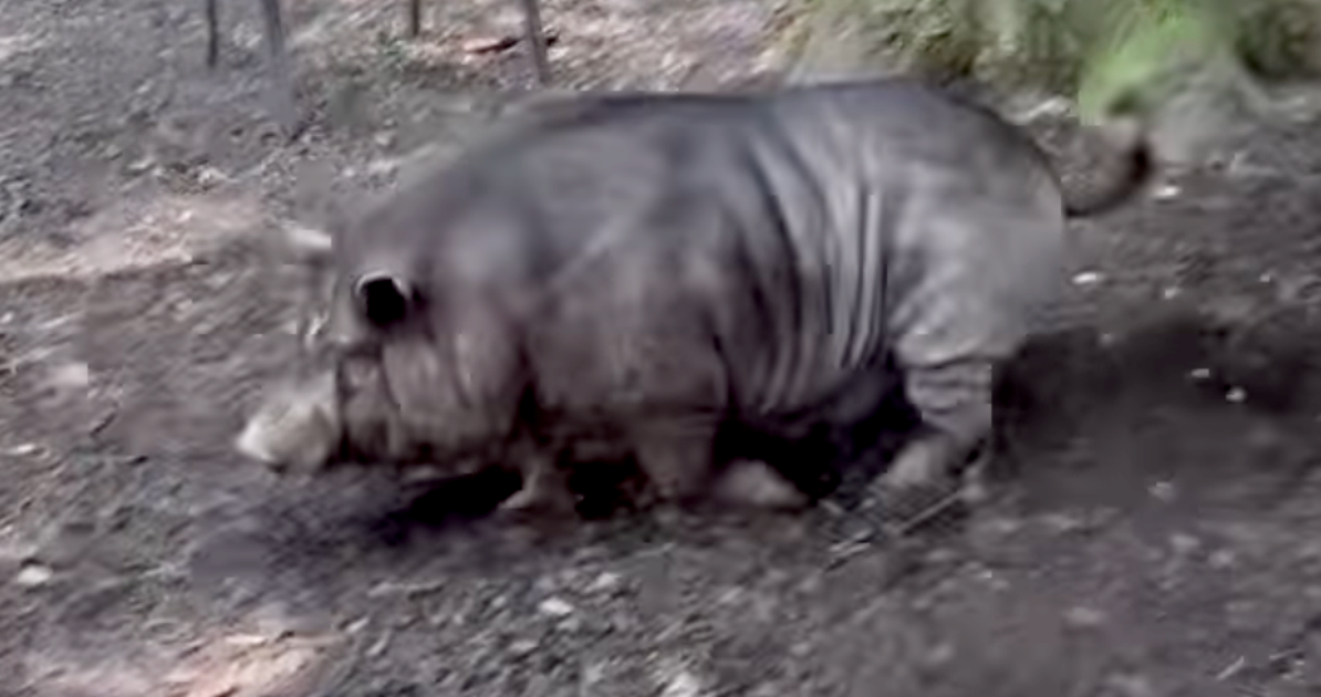 "Pig's Hilarious Escape from Police in Pennsylvania"