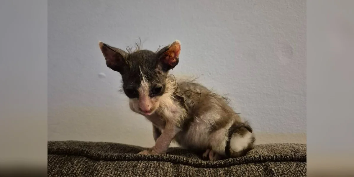 Featured image for Unique-Looking Gremlin Seeks Forever Home
