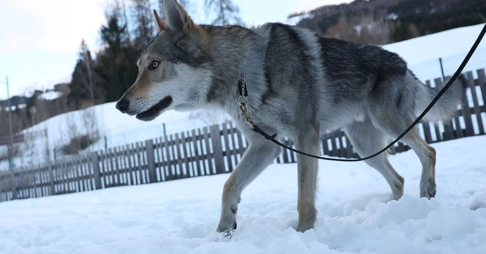 Wolfdog Nazgul gatecrashes Olympic cross-country sprint; officials catch him unharmed