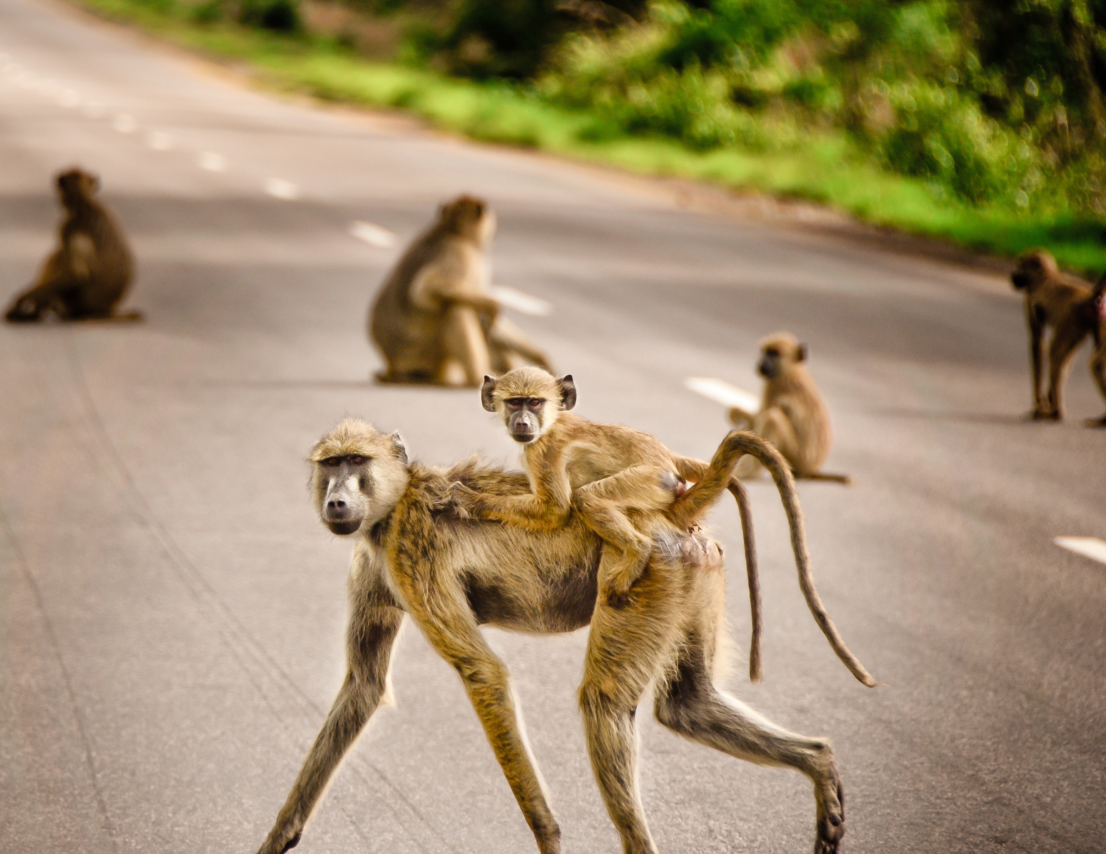 Featured image for "10-Year-Old Fatally Attacked by Rampaging Monkey Gang in Village"
