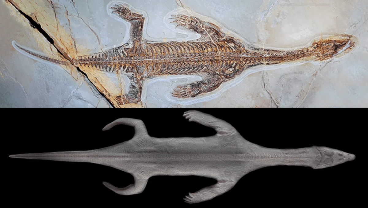 Complete Lariosaurus Fossil Reveals Rare Skin Preservation