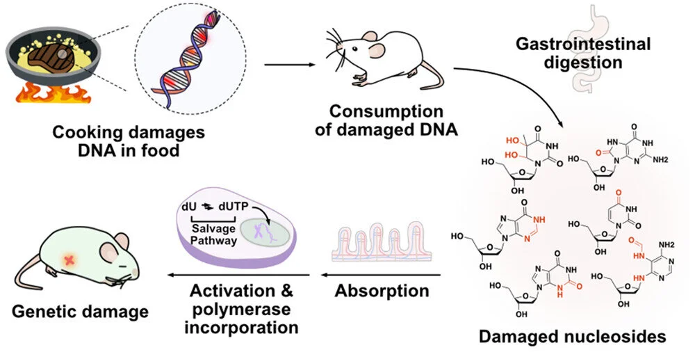 Heat-Damaged DNA in Food Linked to Genetic Risks in Mice Study