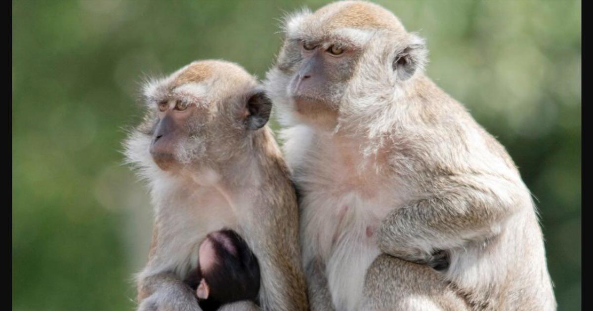 Featured image for 40 Monkeys Escape SC Research Facility, Residents Advised to Secure Homes