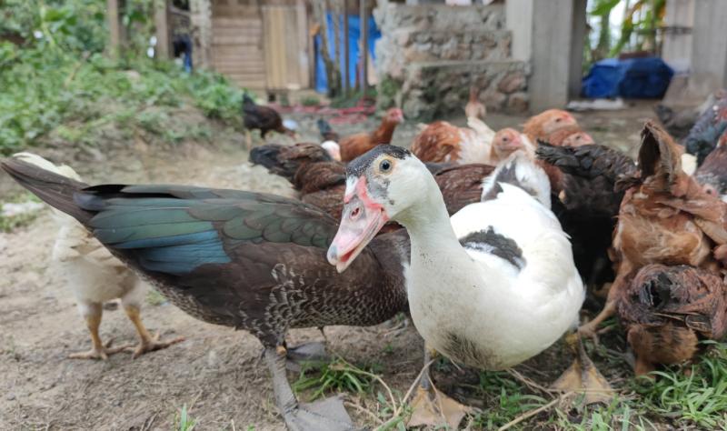 "Emerging Threat: Human Outbreak of Avian Flu in Asia"