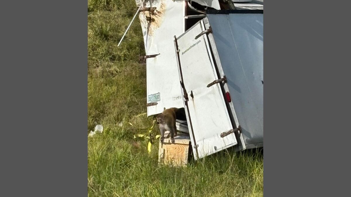 Featured image for Mississippi Woman Shoots Escaped Monkey to Protect Her Children