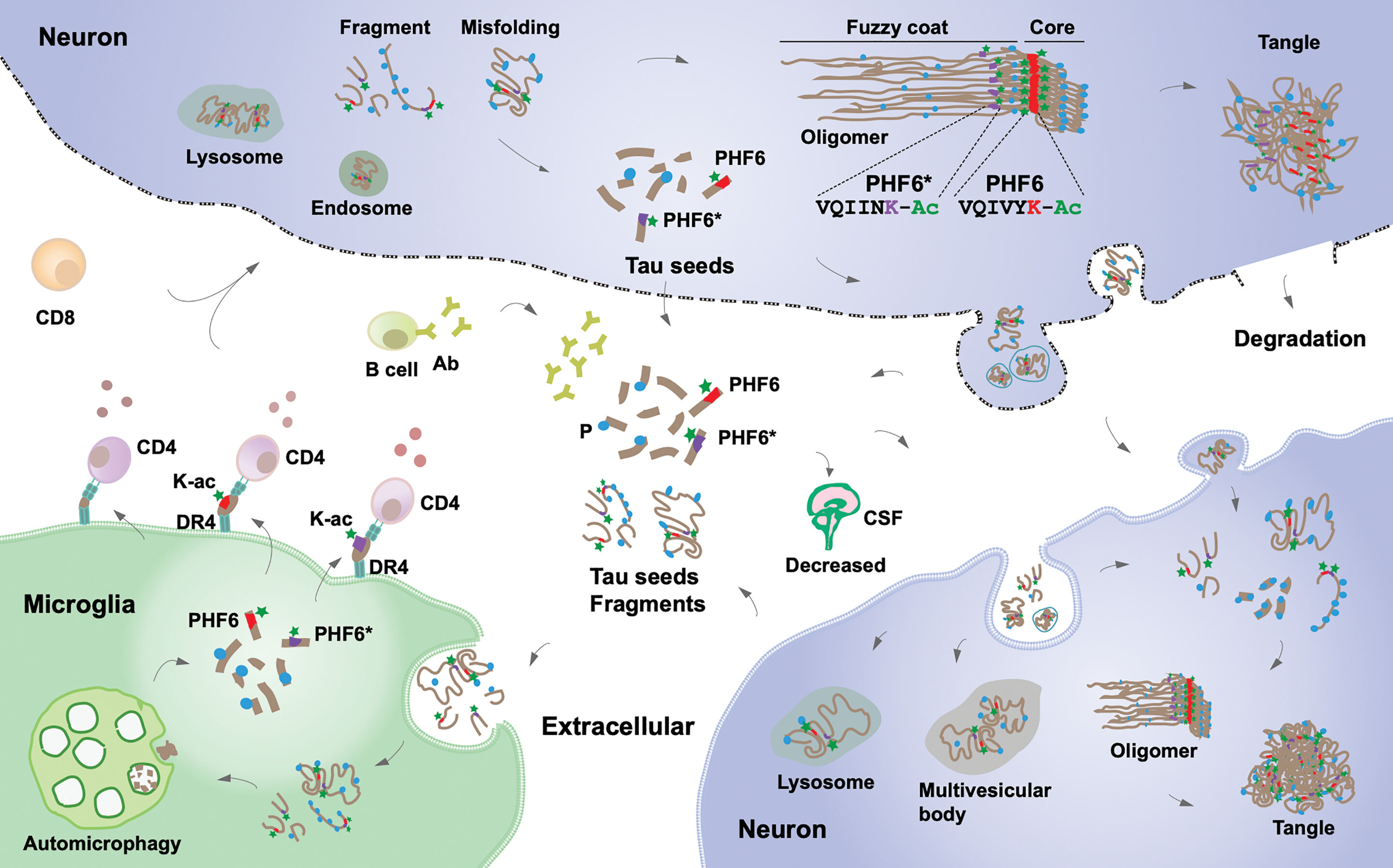 Featured image for Genetic Variant Unveils Protective Shield Against Alzheimer's and Parkinson's