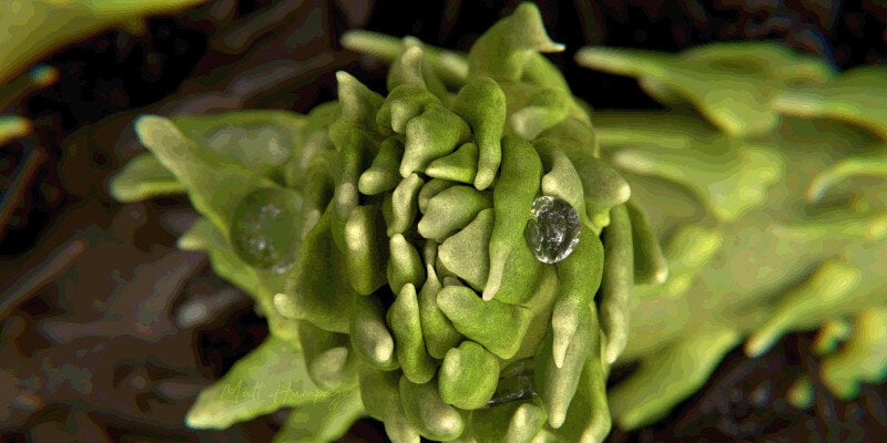 Featured image for Revisiting Mathematical Patterns in Nature: New Findings on Fibonacci Spirals and Leaf Development