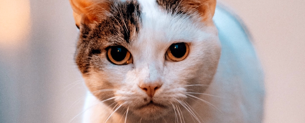 Cypriot Cats Saved by Human COVID-19 Medication After Deadly Outbreak