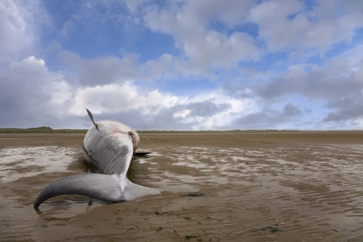 Featured image for "Autopsy of Stranded Whales Sends Disturbing Wake-Up Call to Experts"