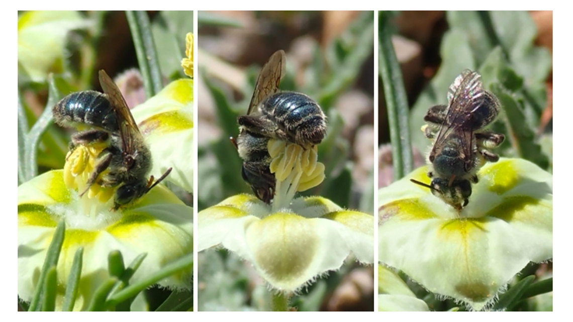 Featured image for Shimmering Blue Bee Species Discovered in Texas and Oklahoma