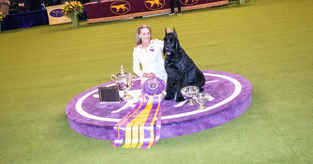 Watching Westminster’s 150th Dog Show: Your Guide to 2026’s Showdown