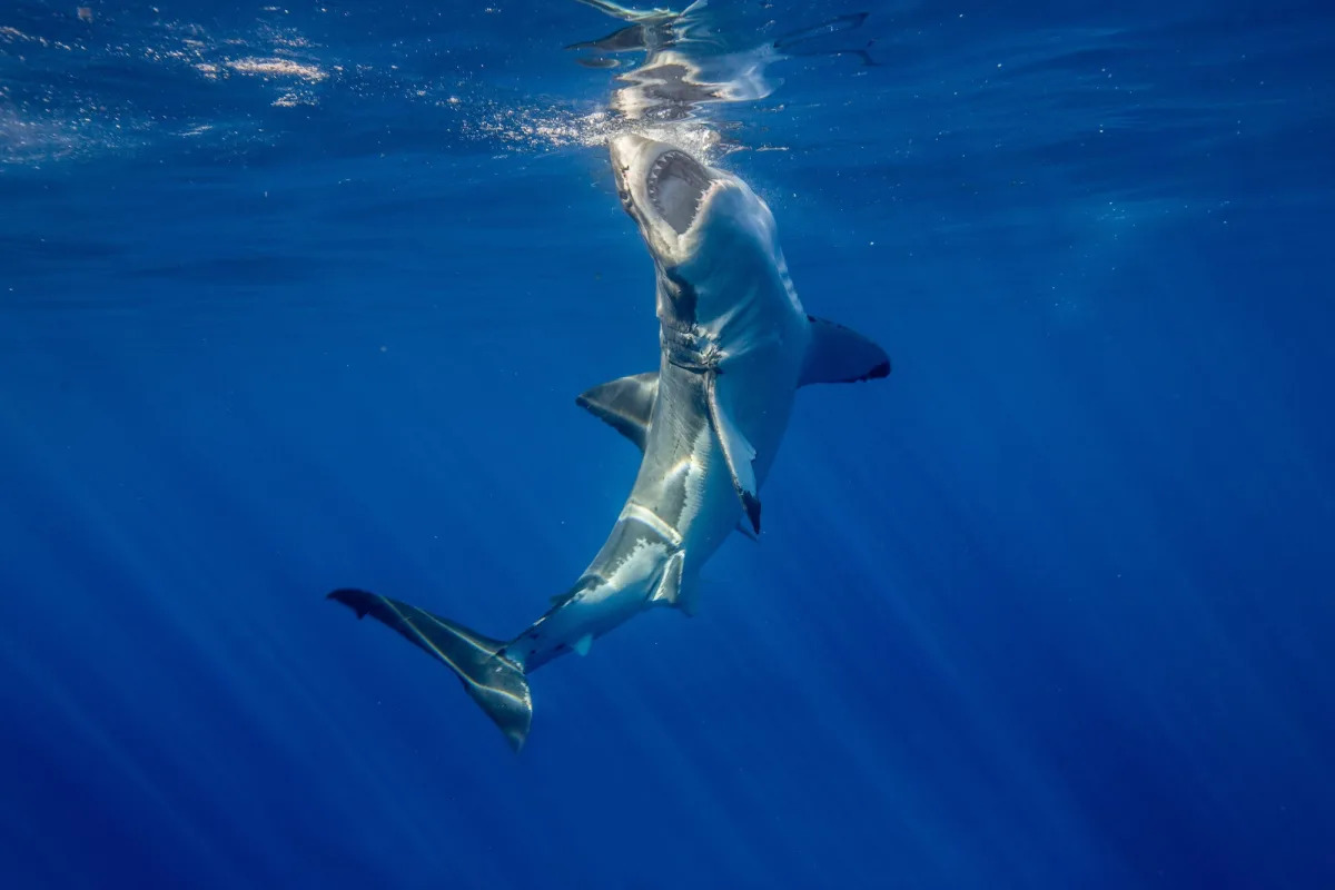 Surfer's Heroic Punches Save Him from Great White Shark Attack