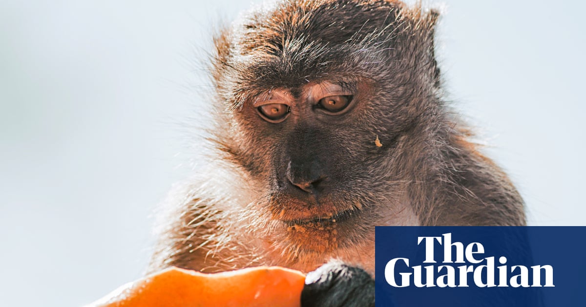 "Controversy Surrounds Proposed 30,000-Monkey Medical Research Facility in Georgia"