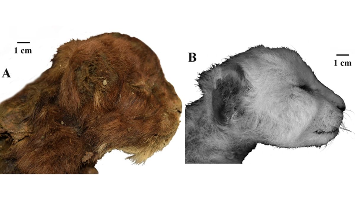 Featured image for 35,000-Year-Old Saber-Toothed Kitten Mummy Unearthed in Siberia