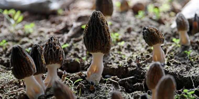Featured image for "Montana Morel Mushroom Outbreak Exposes Knowledge Gaps"