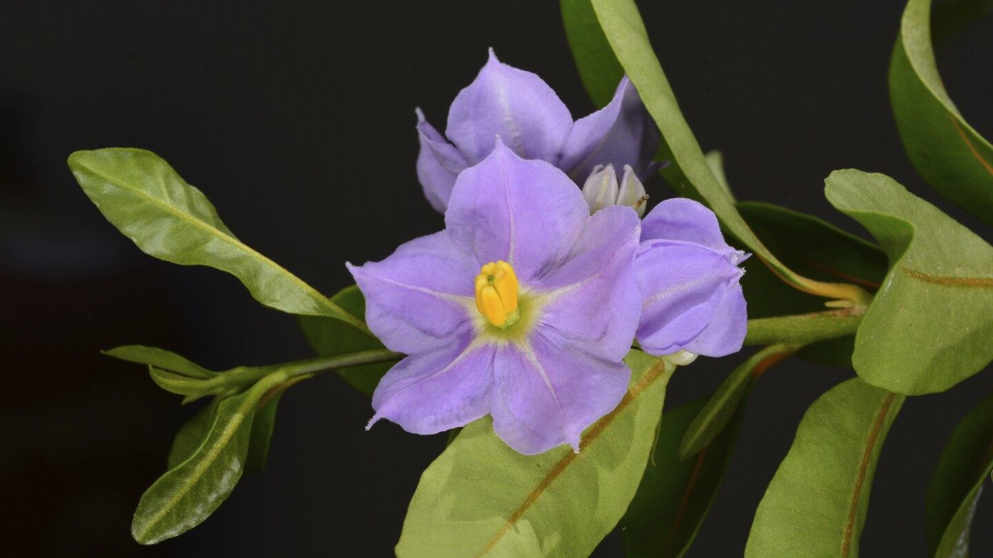 Featured image for "Funding Bias Leaves Many Endangered Species Financially Neglected"