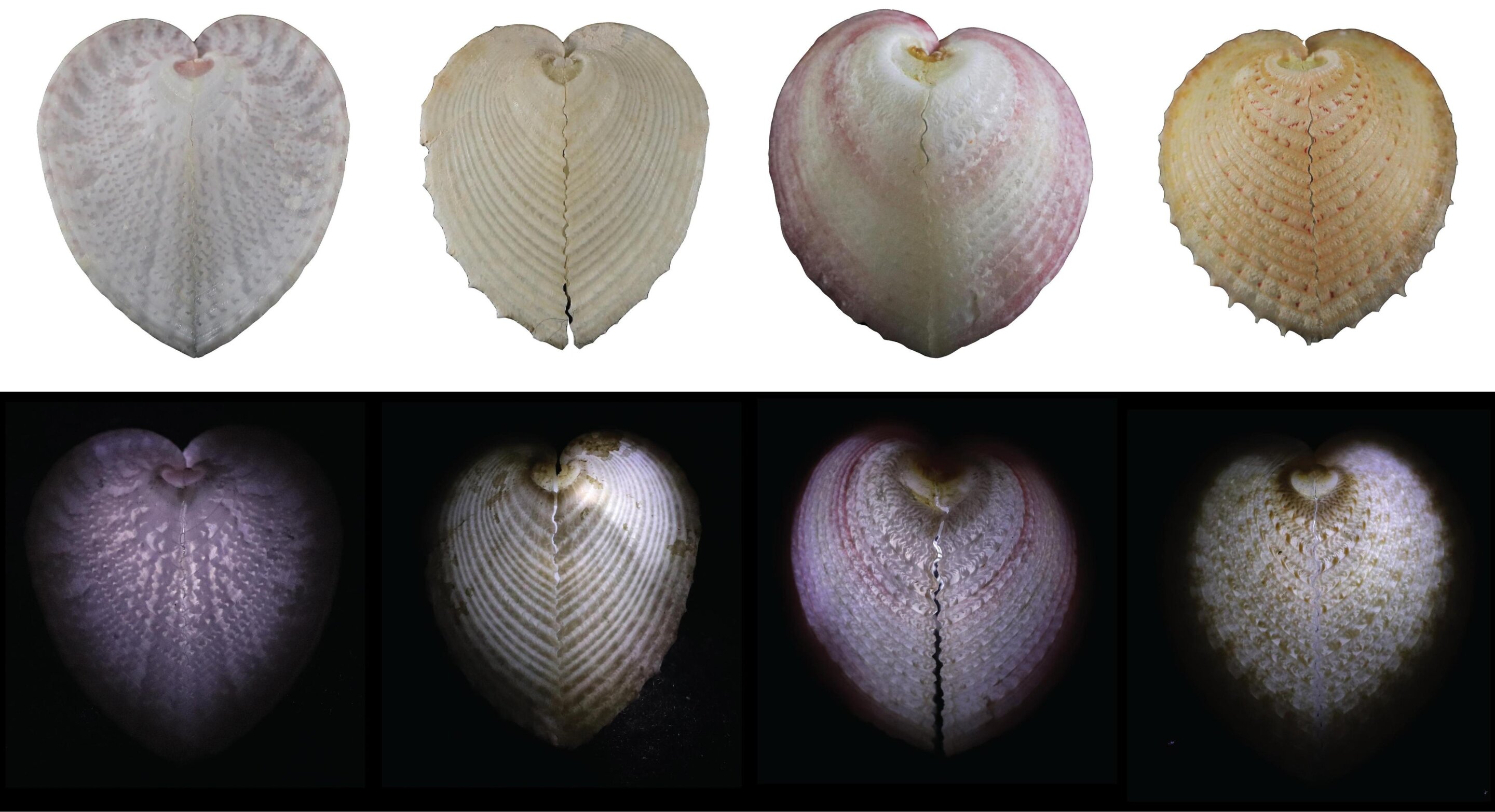 Featured image for Heart Cockles' Shell Windows Illuminate Symbiotic Algae