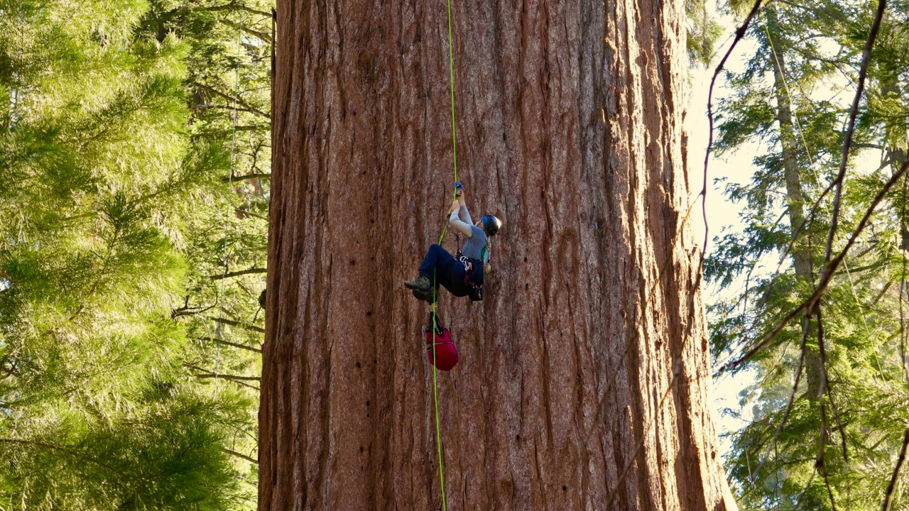 Featured image for "World's Largest Tree, General Sherman, Passes Health Check Amid Climate Concerns"