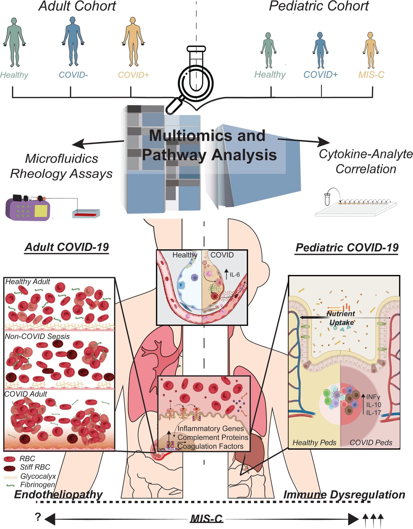 Featured image for Uncovering the Pathway to COVID-19 Organ Damage.