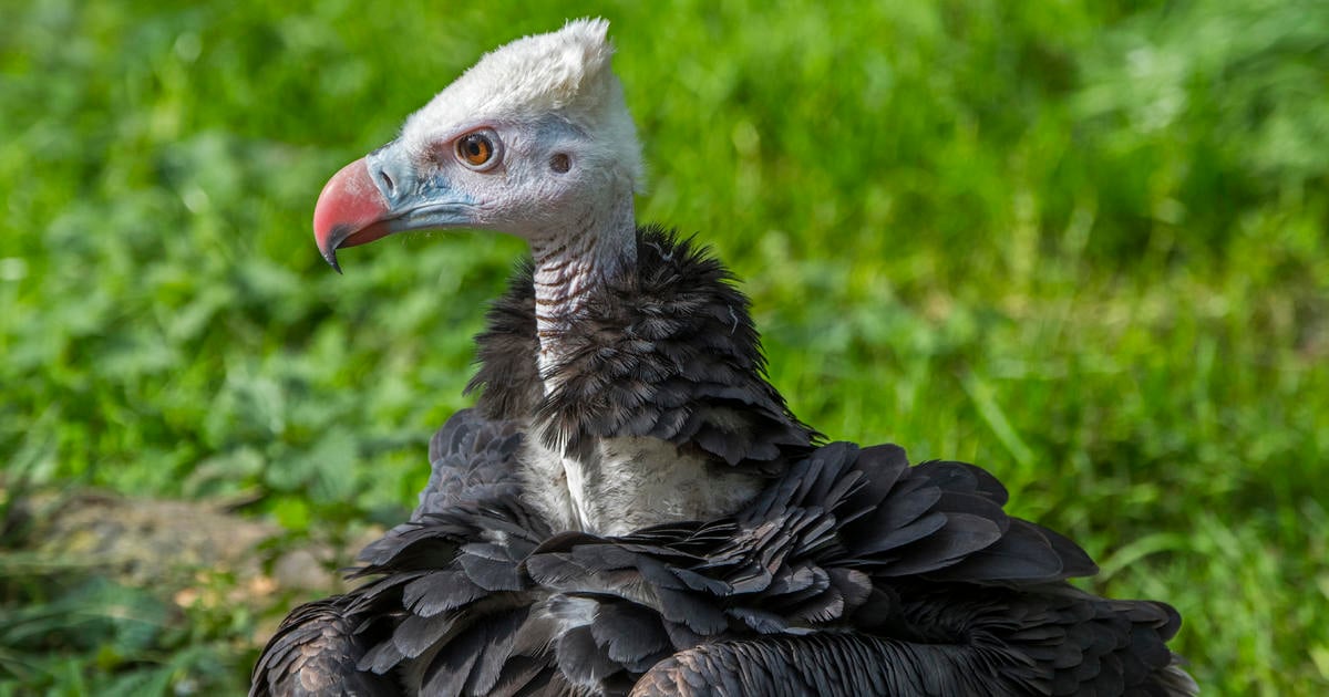 Featured image for "Study Reveals Dire Extinction Threat to 90% of Africa's Raptors"