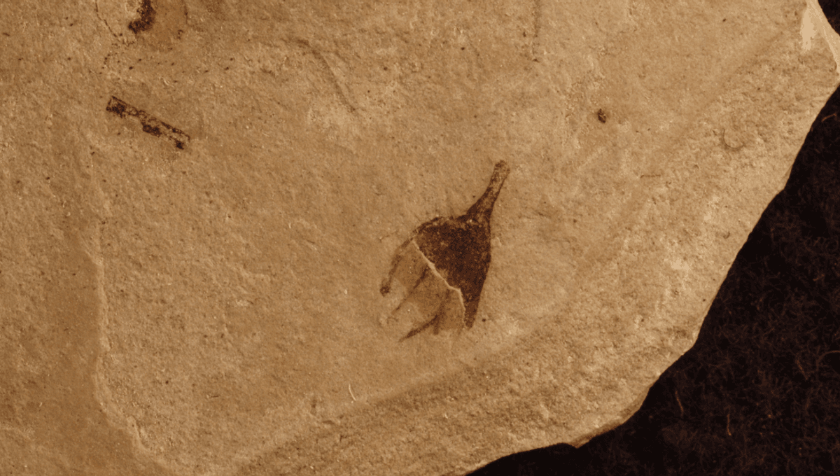 Featured image for Ancient Chili Pepper Fossils Discovered in Colorado