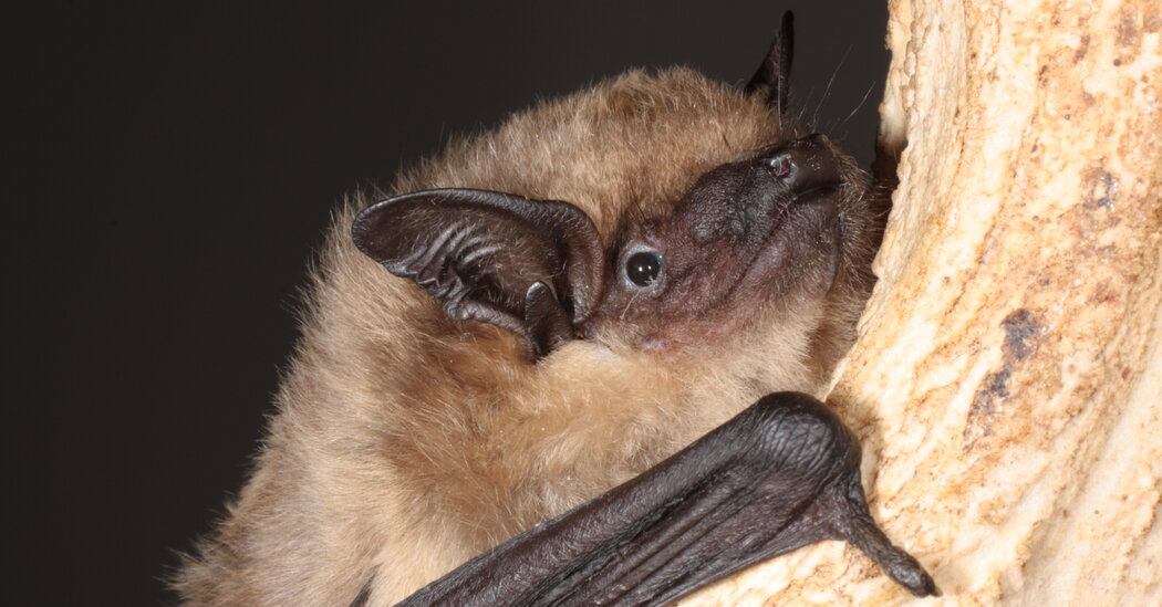 Unraveling the Mysterious Sex Lives of Serotine Bats