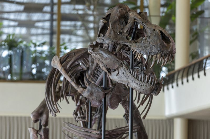Swiss auction to sell rare T-Rex skeleton.