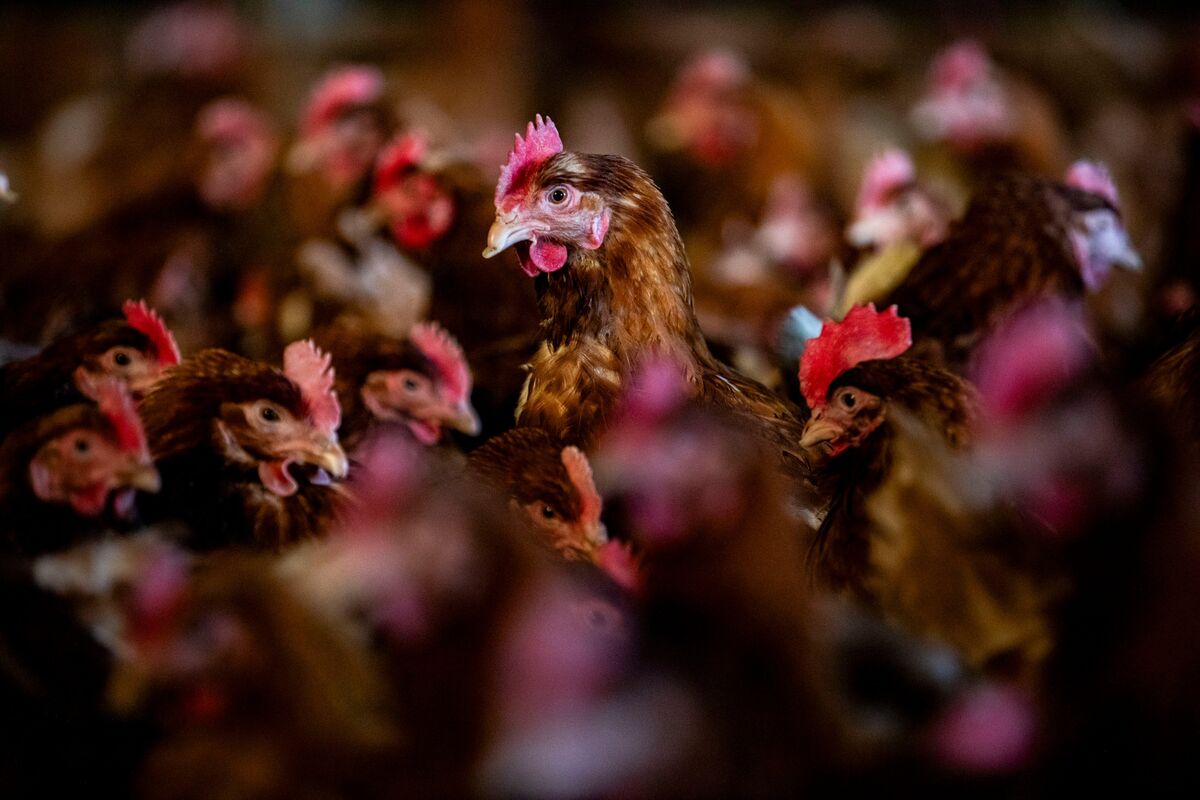 Featured image for Bird Flu Outbreak Devastates Arizona Egg Farms
