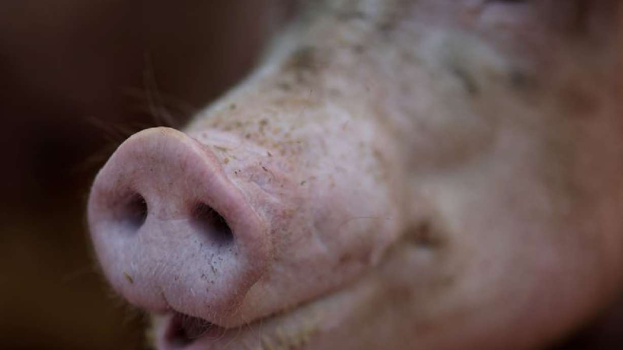 Featured image for "Human Transmission of Viruses to Animals Outpaces Animal Transmission to Humans, Study Shows"