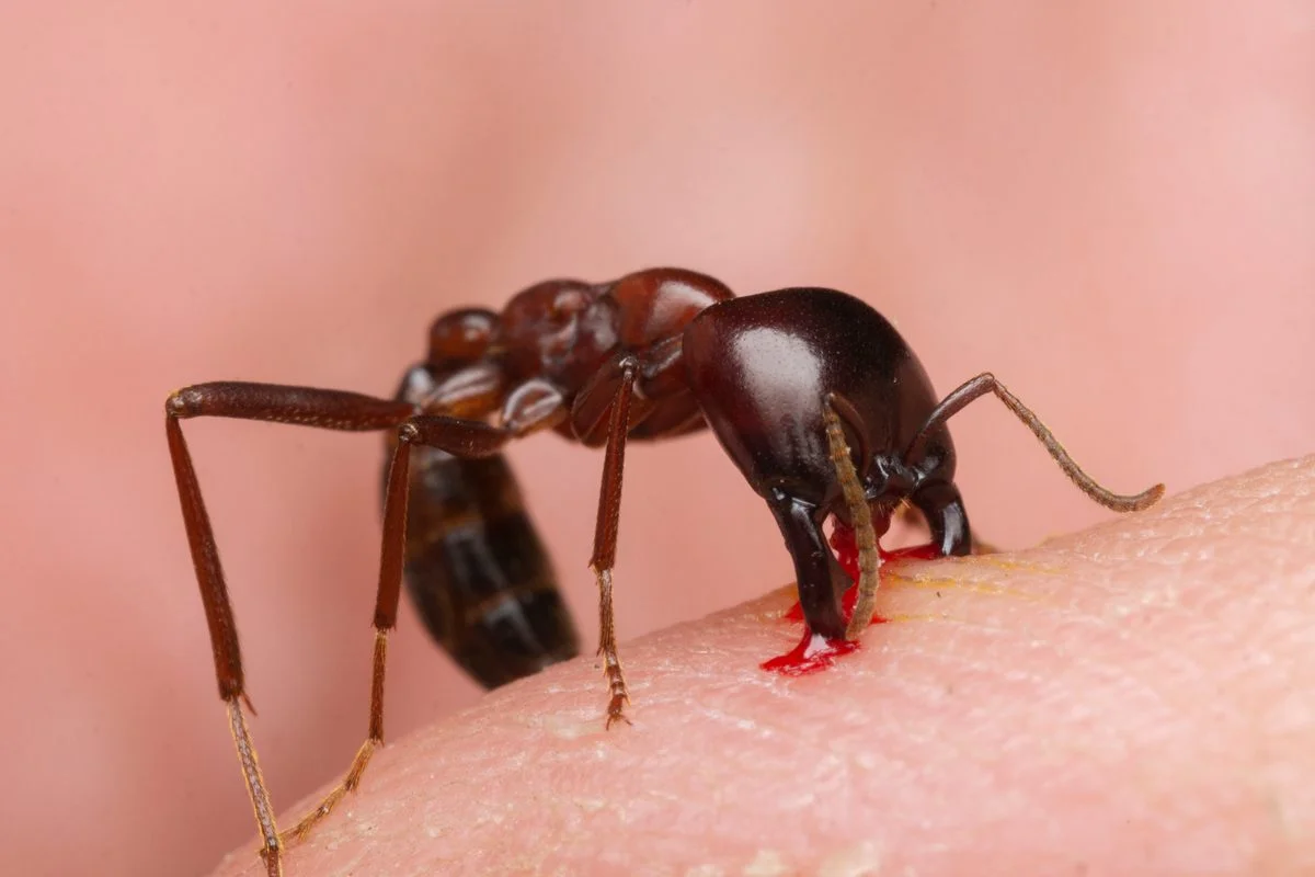 Driver Ants: A Million-Strong Nomadic Army with Deadly Mandibles