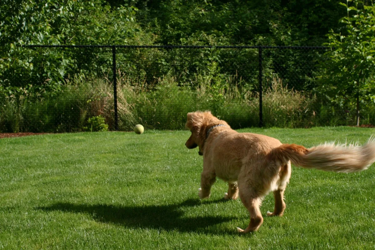 "Hidden Yard Hazards: Veterinarian's Urgent Warning for Pet Owners"