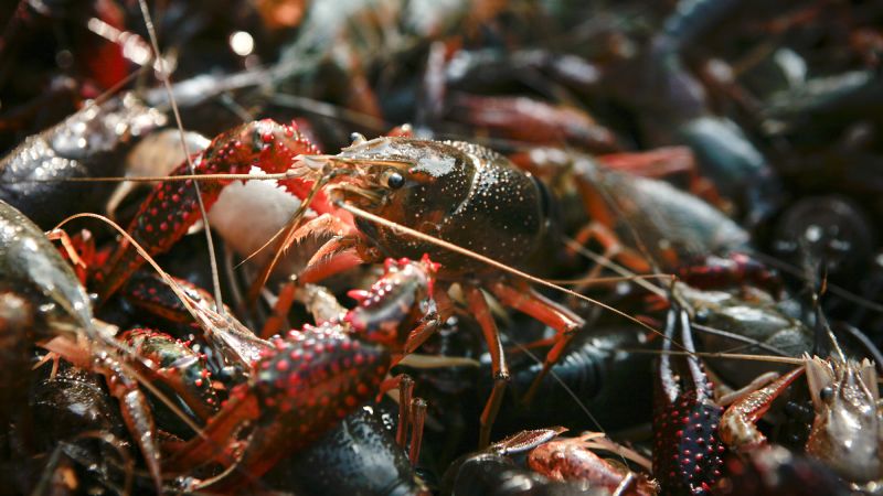 Featured image for "Louisiana Governor Declares Disaster for Crawfish Industry Amid Price Surge and Extreme Weather"