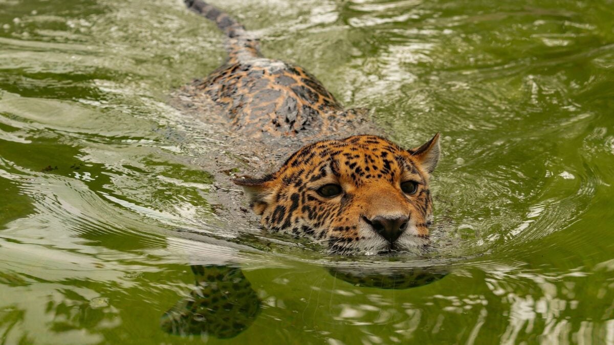 Featured image for Jaguar Breaks Record with Longest Ever Swim, Surprising Scientists