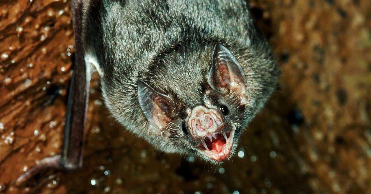 Featured image for Vampire Bats Pose Growing Threat as They Approach US Borders