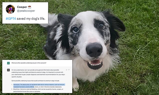 ChatGPT Saves Dog's Life When Vet Fails.