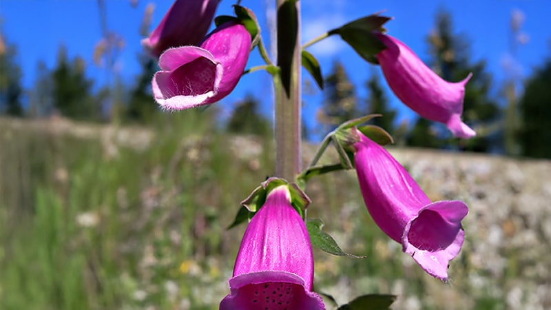 Featured image for Red Foxglove Compound Shows Promise for Heart Failure Treatment